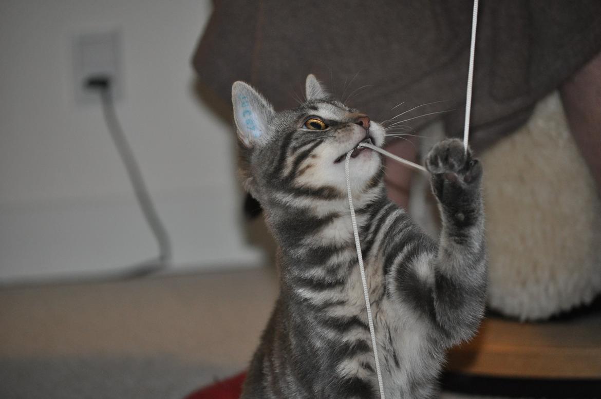 Huskat Modi 2013-2016 billede 43