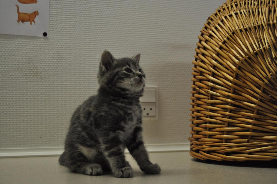 Huskat Modi 2013-2016 billede 1