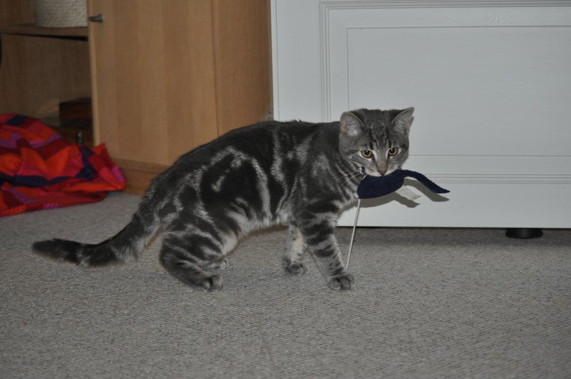 Huskat Modi 2013-2016 billede 44