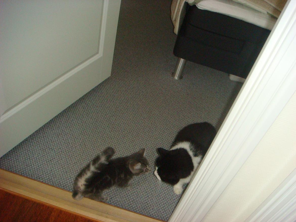 Huskat Modi 2013-2016 - Første møde med Malthe billede 14