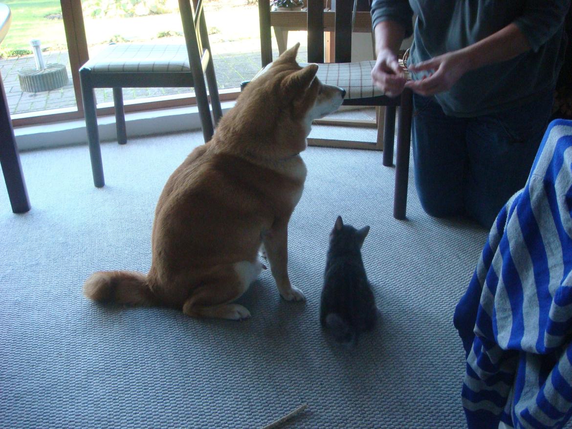 Huskat Modi 2013-2016 - træner sit, hunden cosmo føler sig meget dygtig. billede 16