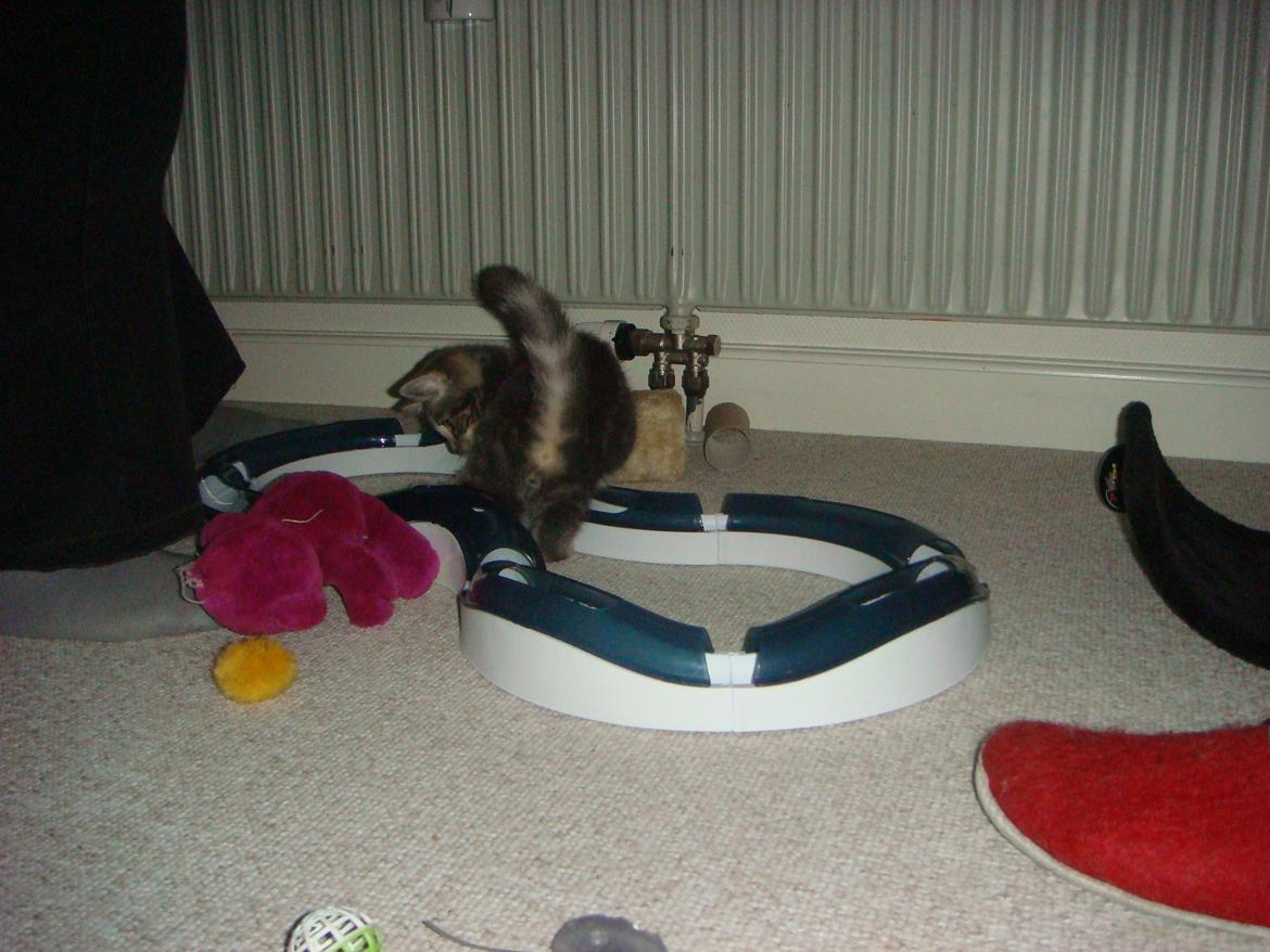 Huskat Modi 2013-2016 - Gå på mod, har været hjemme i ca. 30 sek. billede 13