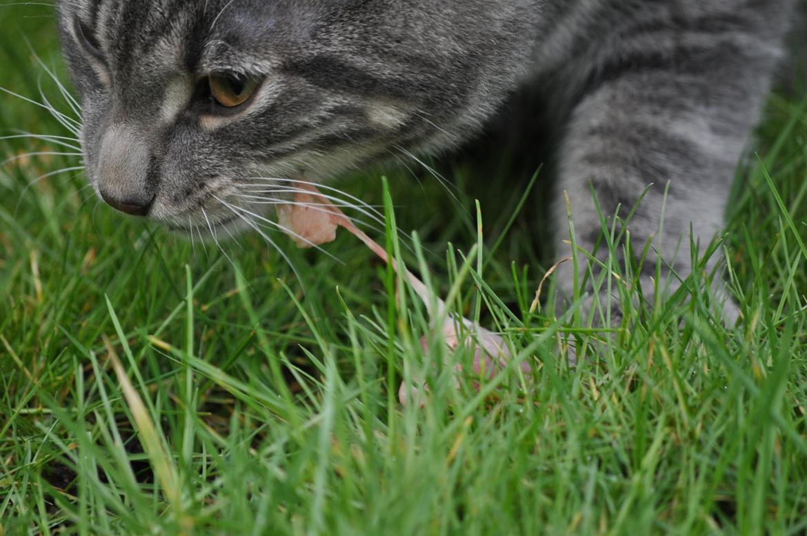 Huskat Modi 2013-2016 - Nam nam vagtel billede 47