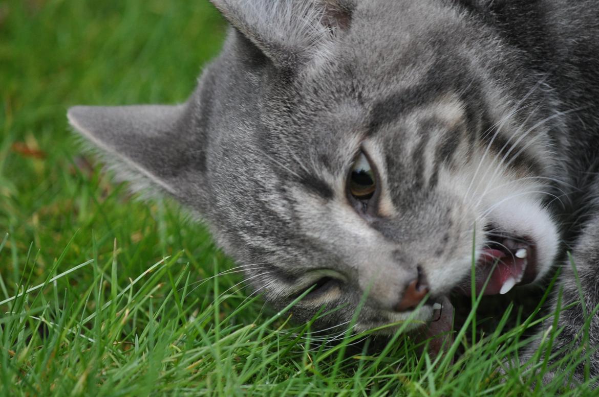 Huskat Modi 2013-2016 billede 48