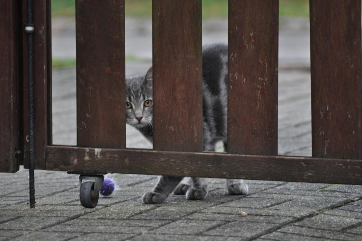 Huskat Modi 2013-2016 billede 46