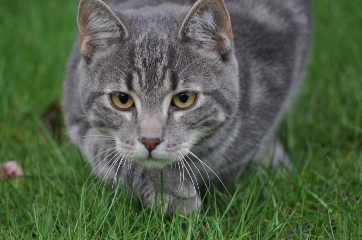 Huskat Modi 2013-2016 - 26 uger, 3672  gram billede 49