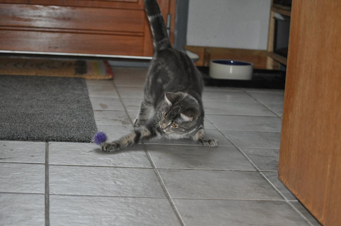 Huskat Modi 2013-2016 billede 50