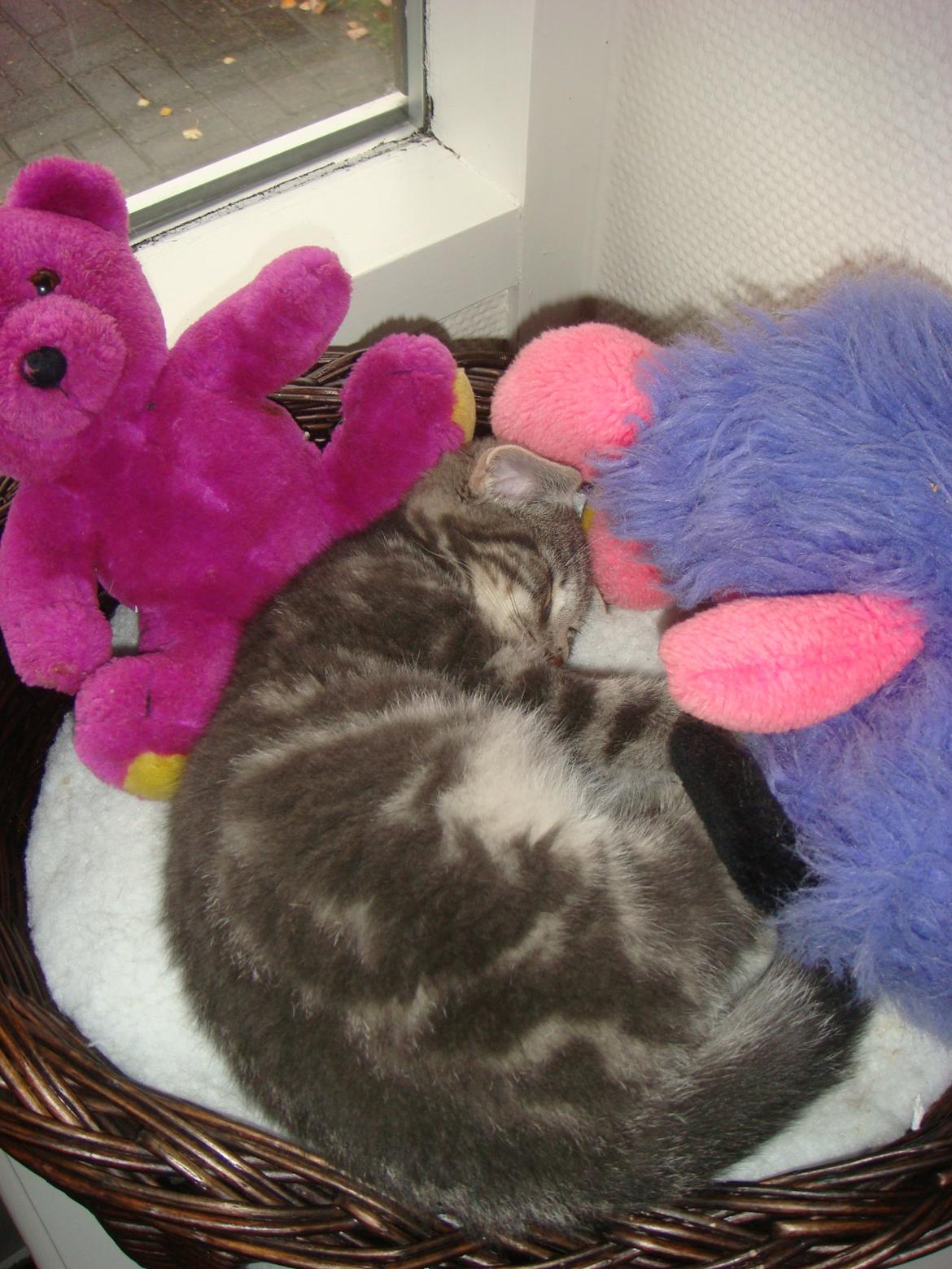 Huskat Modi 2013-2016 billede 12