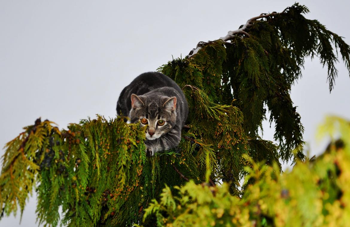 Huskat Modi 2013-2016 billede 37