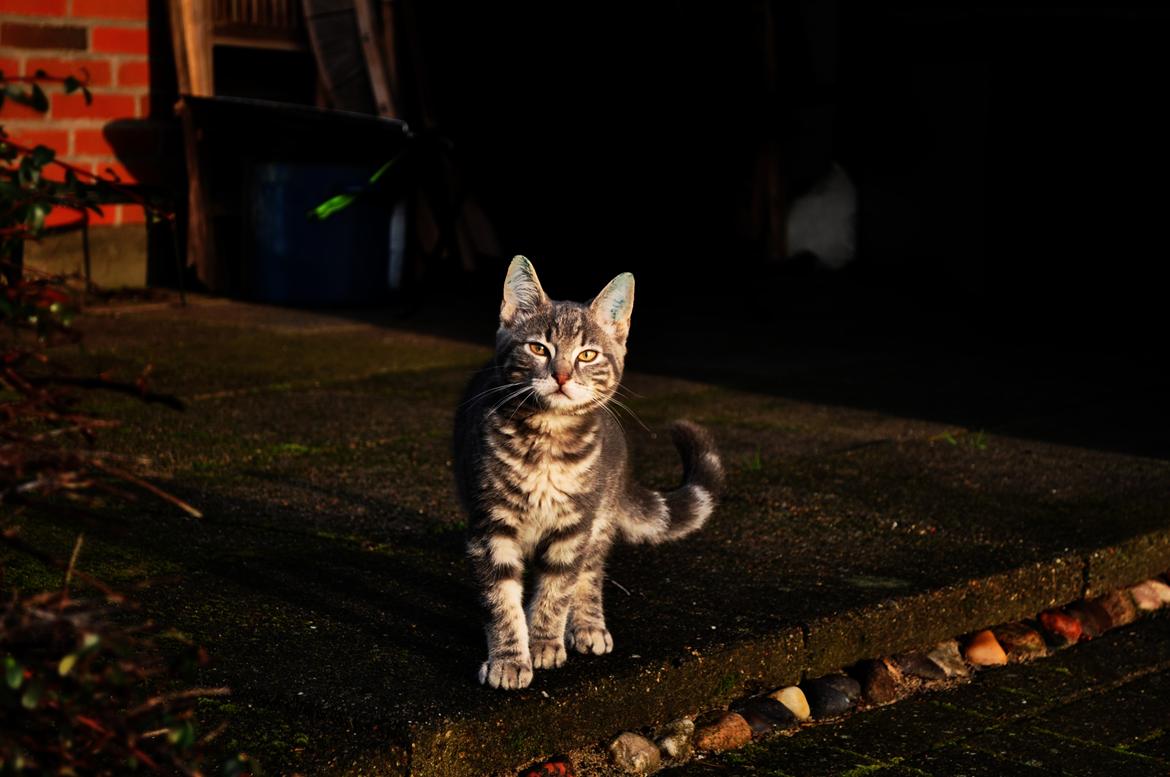 Huskat Modi 2013-2016 billede 25