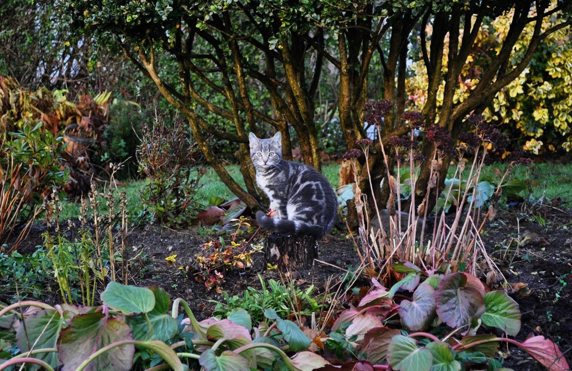 Huskat Modi 2013-2016 billede 26