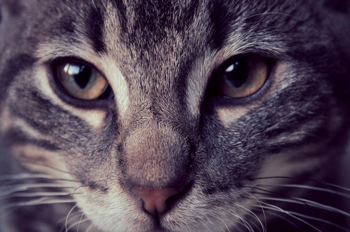 Huskat Modi 2013-2016 billede 30