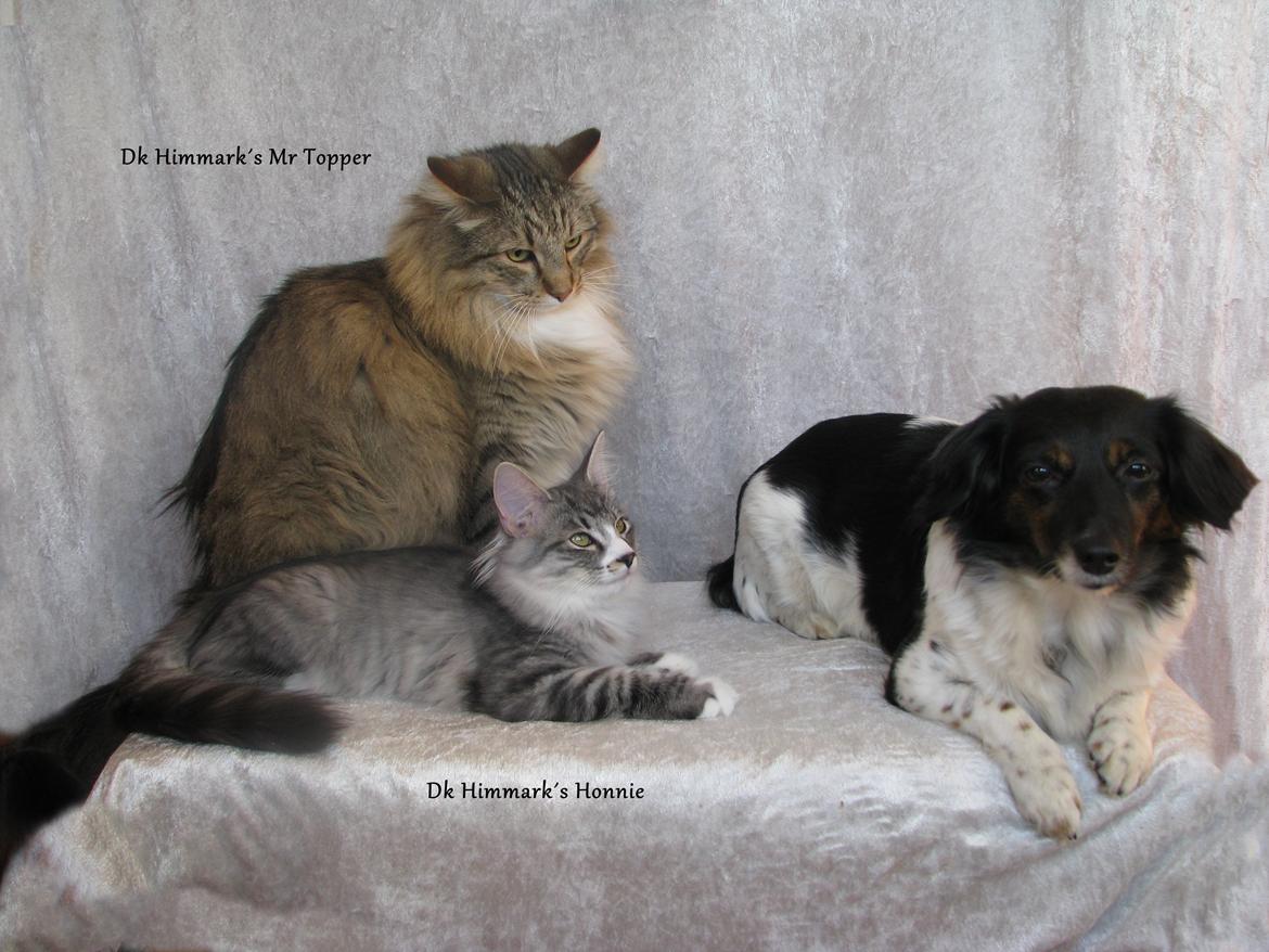 Norsk Skovkat DK Himmark´s Mr. Topper billede 14