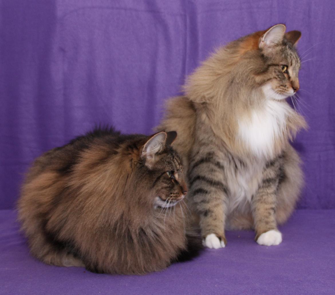 Norsk Skovkat DK Himmark´s Mr. Topper billede 16