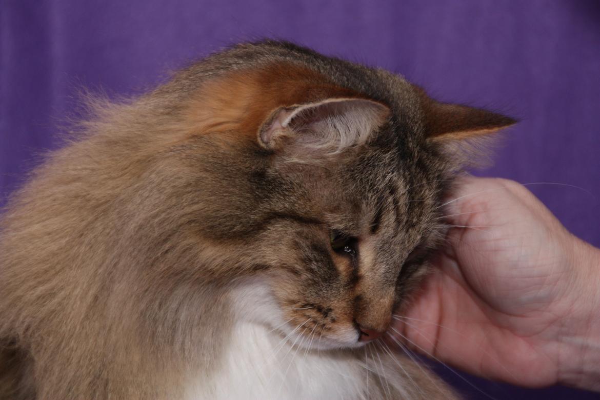 Norsk Skovkat DK Himmark´s Mr. Topper billede 17