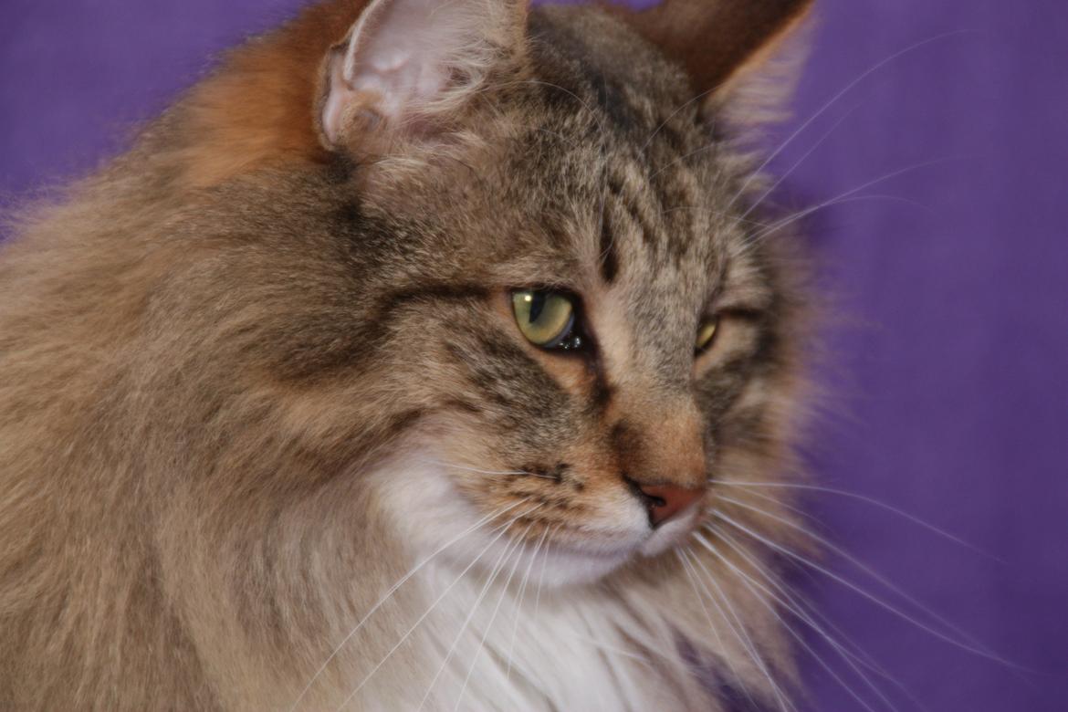 Norsk Skovkat DK Himmark´s Mr. Topper billede 2