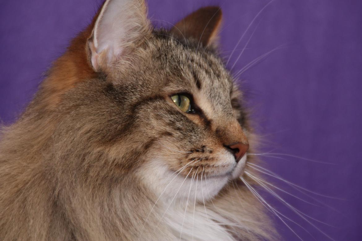 Norsk Skovkat DK Himmark´s Mr. Topper billede 19