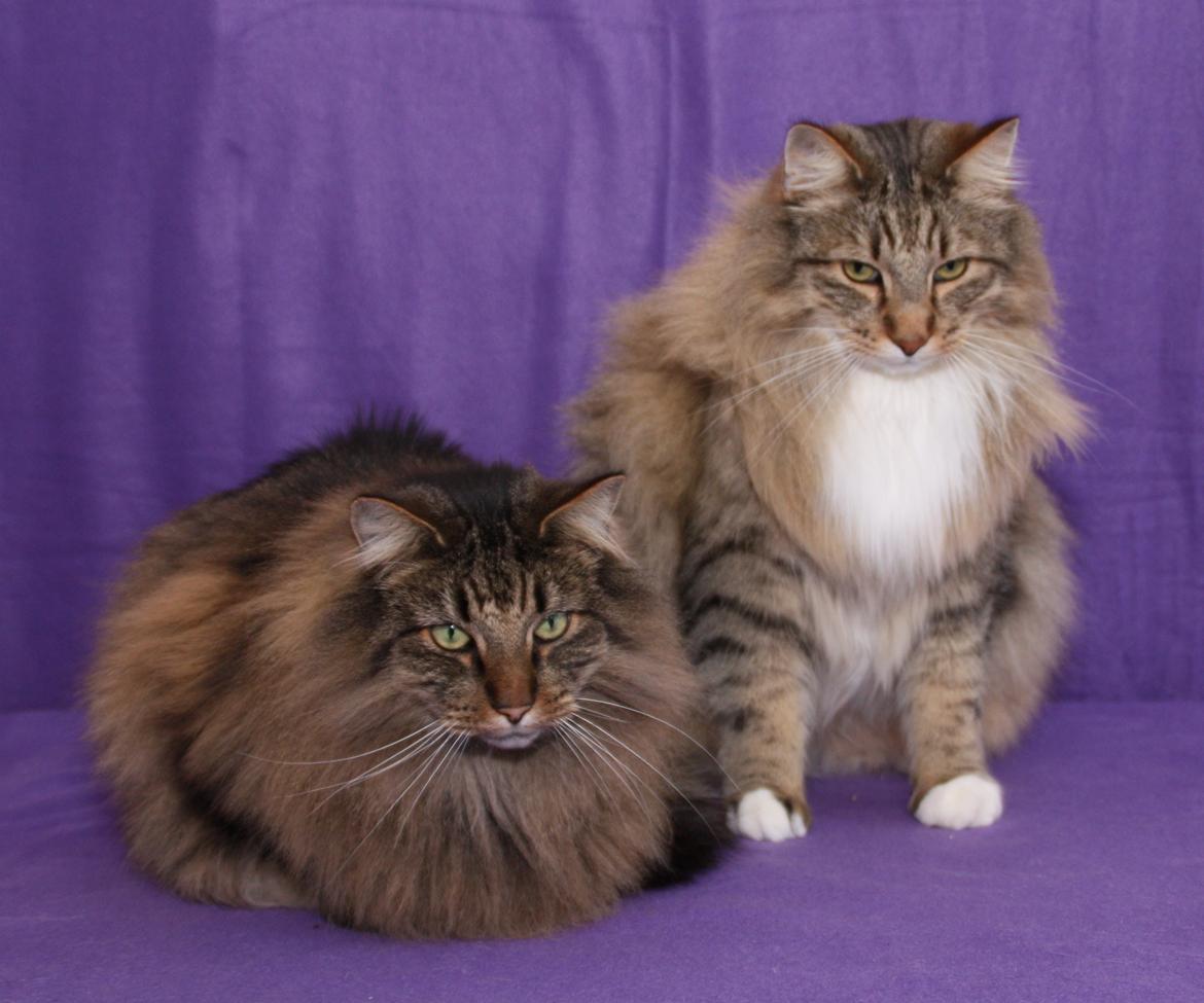 Norsk Skovkat DK Himmark´s Mr. Topper billede 20