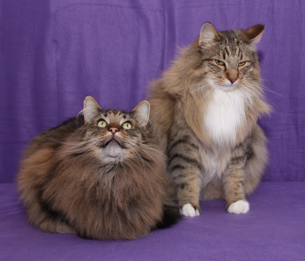 Norsk Skovkat DK Himmark´s Mr. Topper billede 22