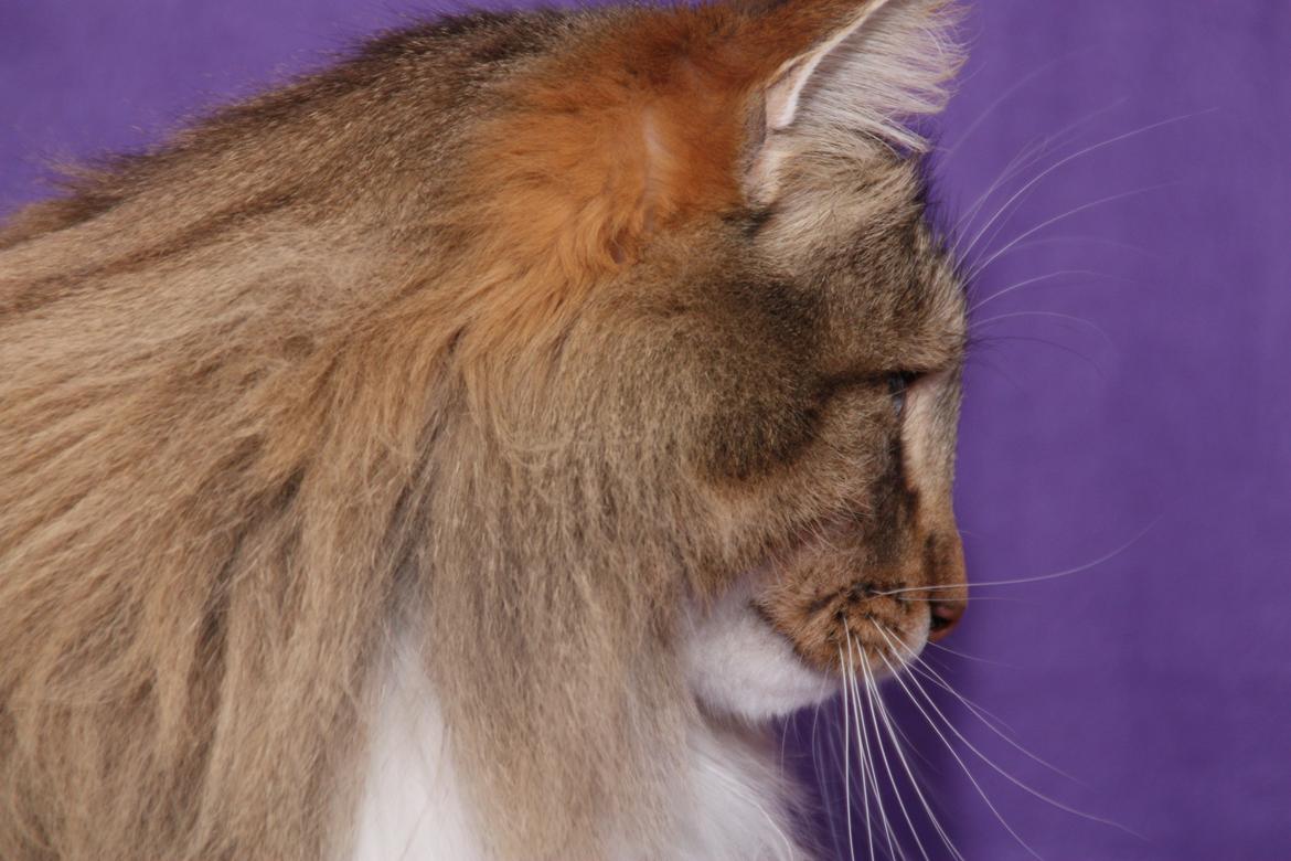 Norsk Skovkat DK Himmark´s Mr. Topper billede 18