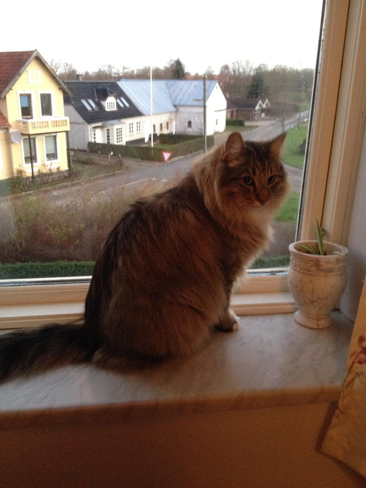 Norsk Skovkat DK Himmark´s Mr. Topper billede 21