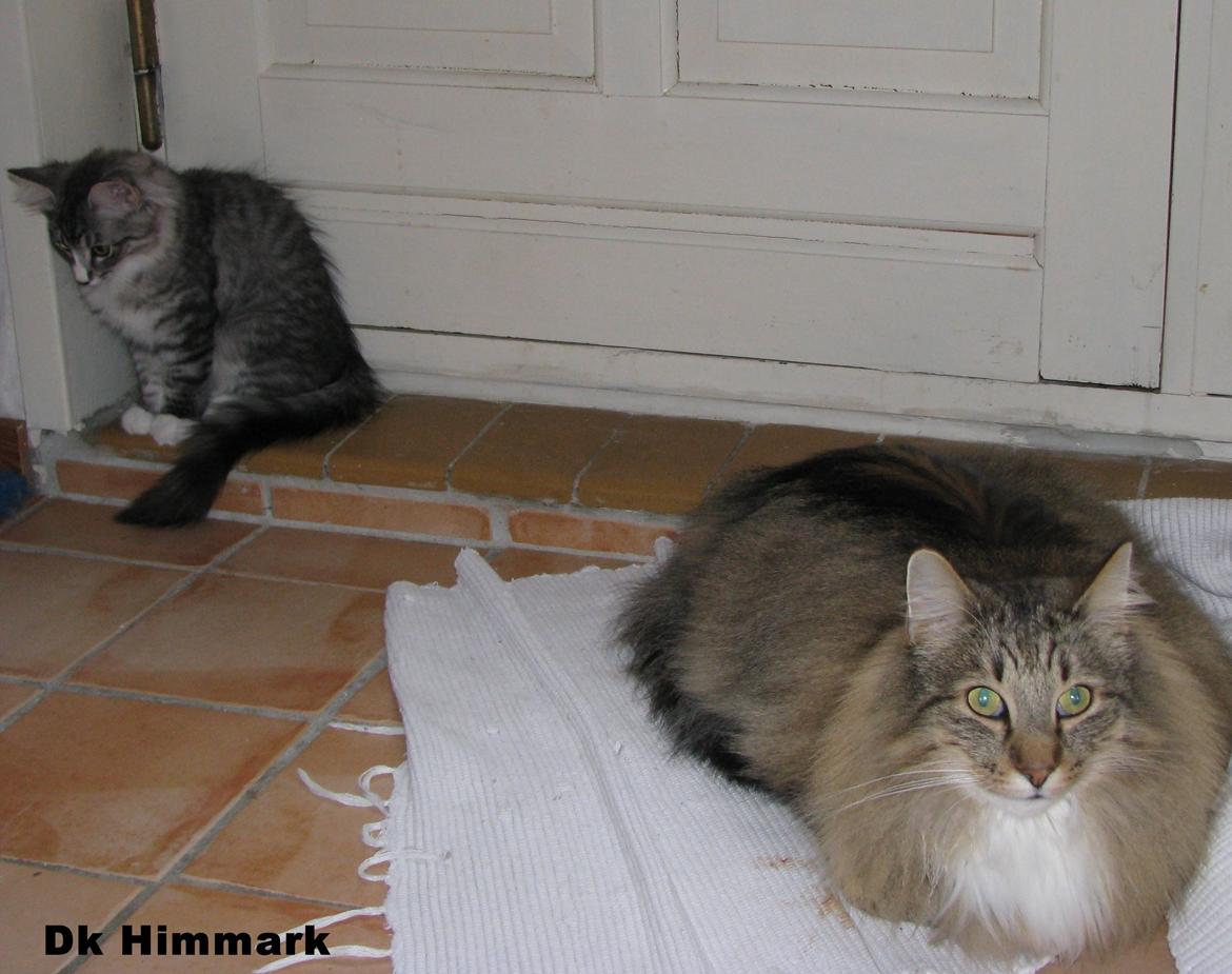Norsk Skovkat DK Himmark´s Mr. Topper billede 23
