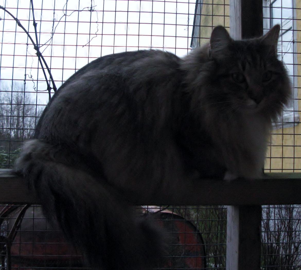 Norsk Skovkat DK Himmark´s Mr. Topper billede 25