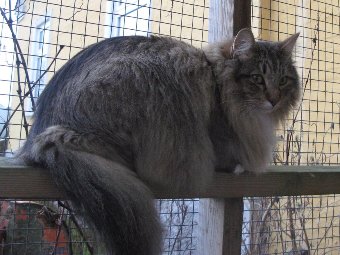 Norsk Skovkat DK Himmark´s Mr. Topper billede 24