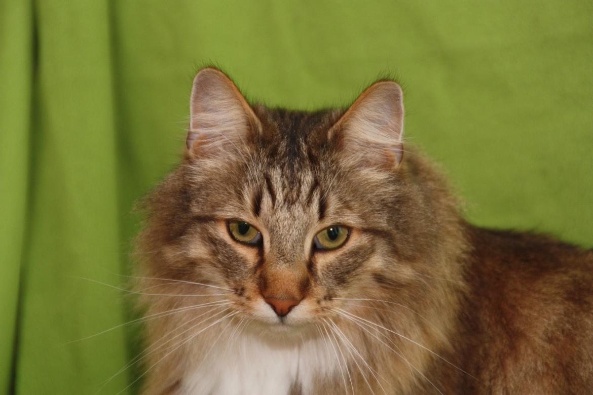 Norsk Skovkat DK Himmark´s Mr. Topper billede 26