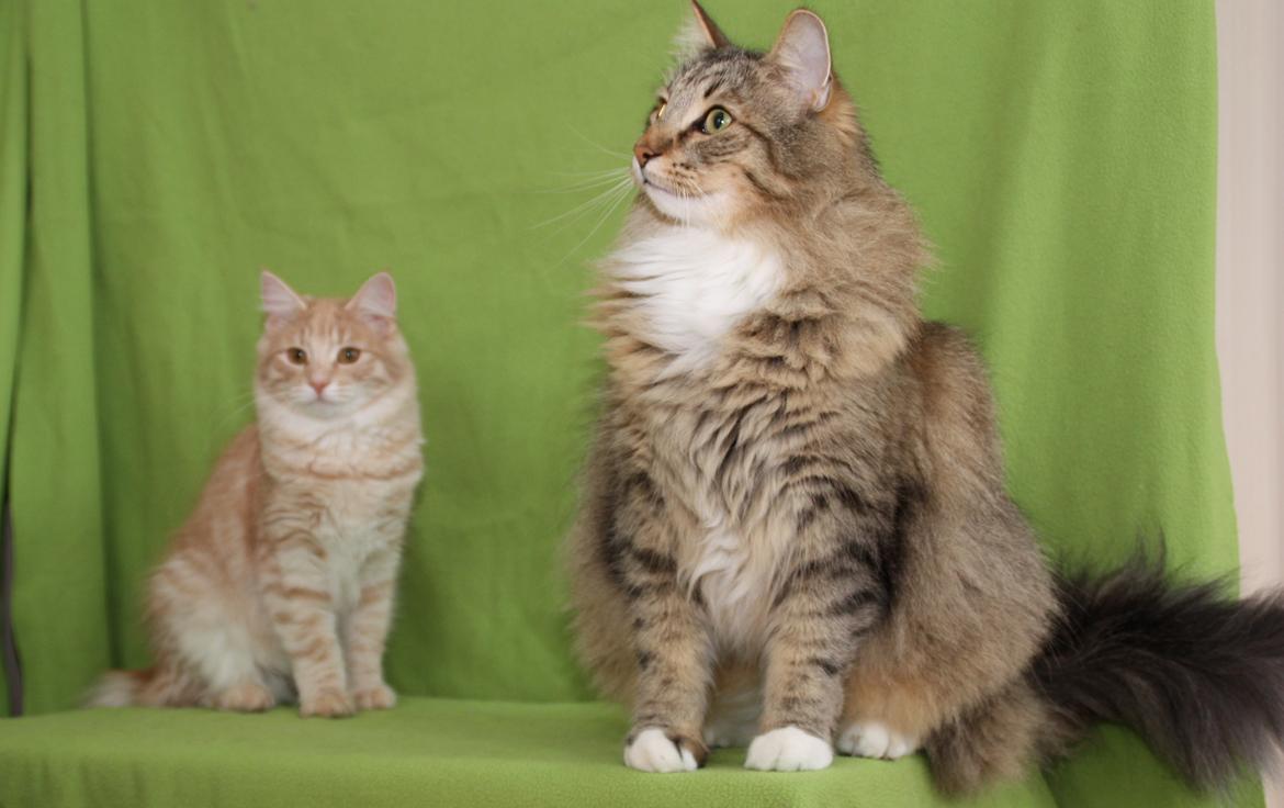 Norsk Skovkat DK Himmark´s Mr. Topper billede 27