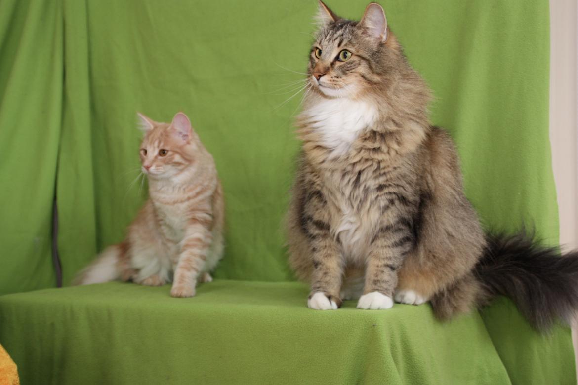 Norsk Skovkat DK Himmark´s Mr. Topper billede 28