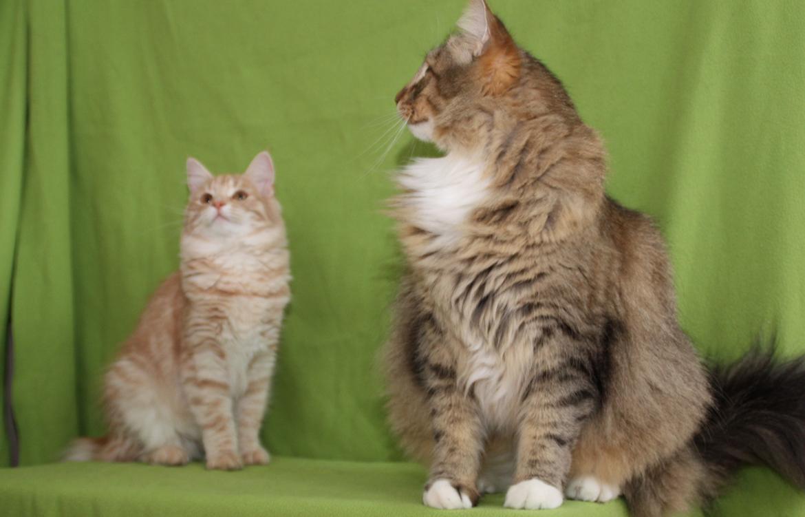 Norsk Skovkat DK Himmark´s Mr. Topper billede 3