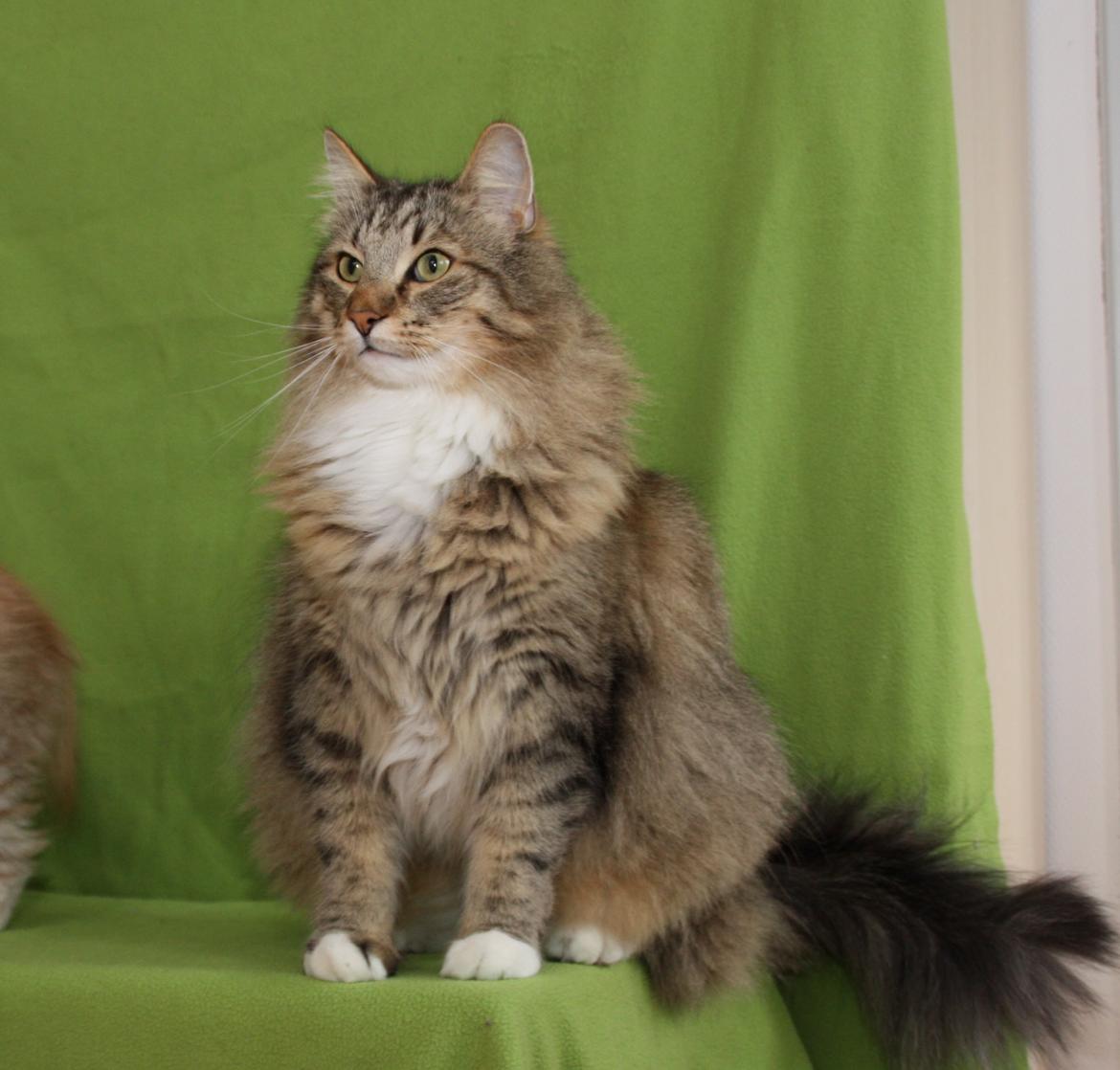 Norsk Skovkat DK Himmark´s Mr. Topper billede 1