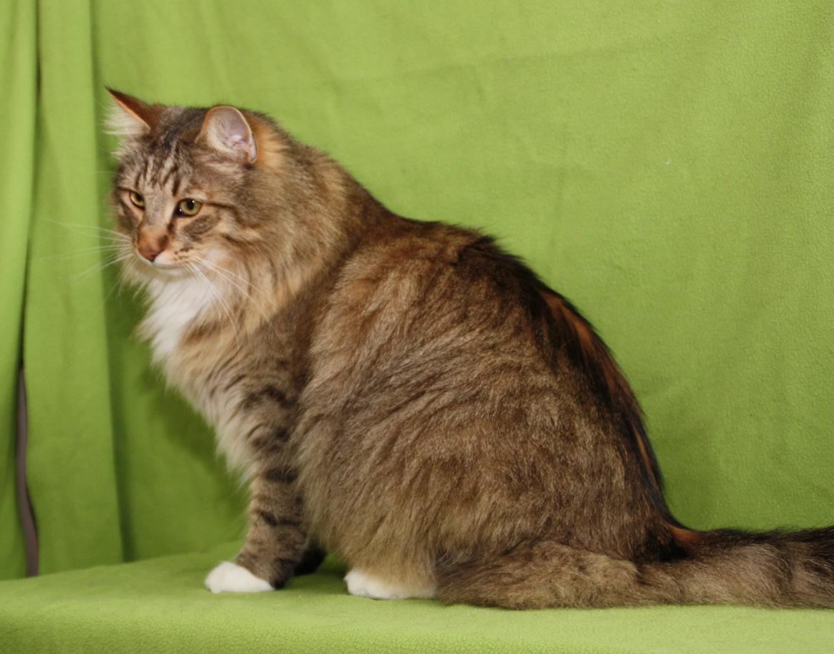 Norsk Skovkat DK Himmark´s Mr. Topper billede 30