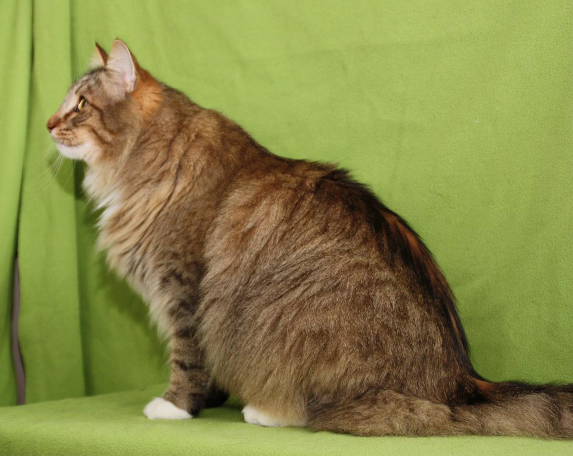 Norsk Skovkat DK Himmark´s Mr. Topper billede 31