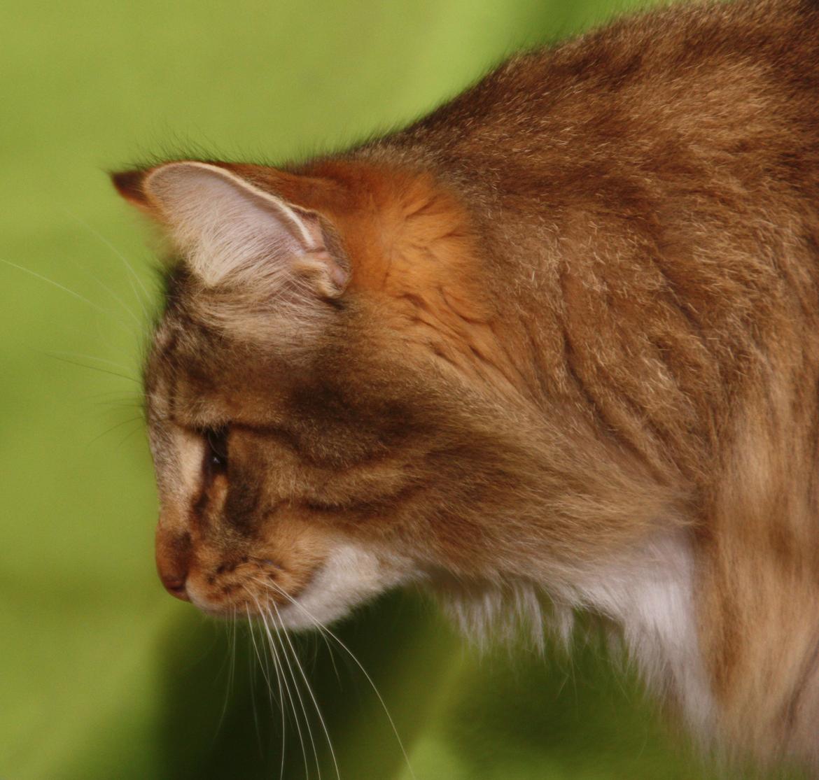 Norsk Skovkat DK Himmark´s Mr. Topper billede 32