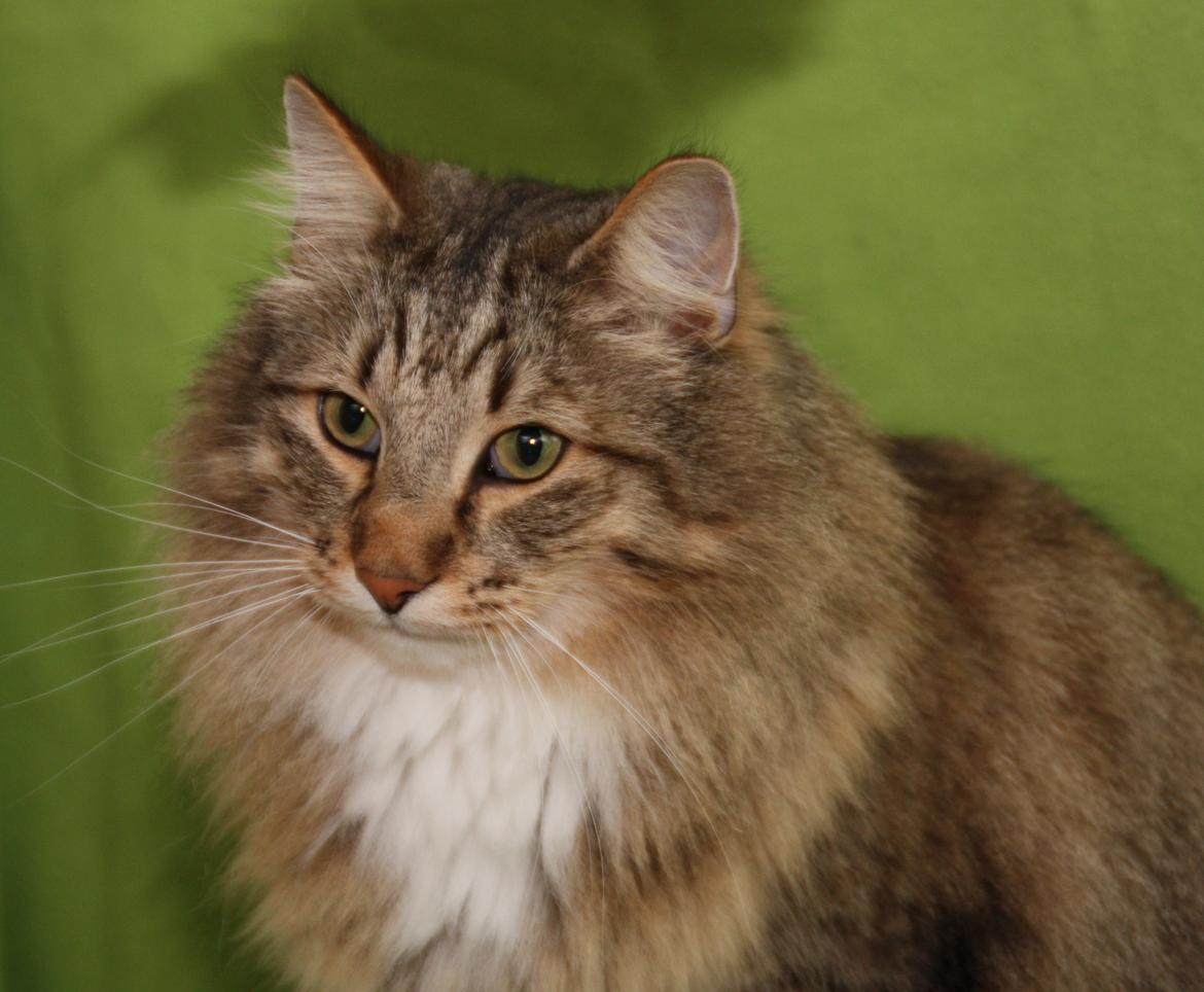 Norsk Skovkat DK Himmark´s Mr. Topper billede 33