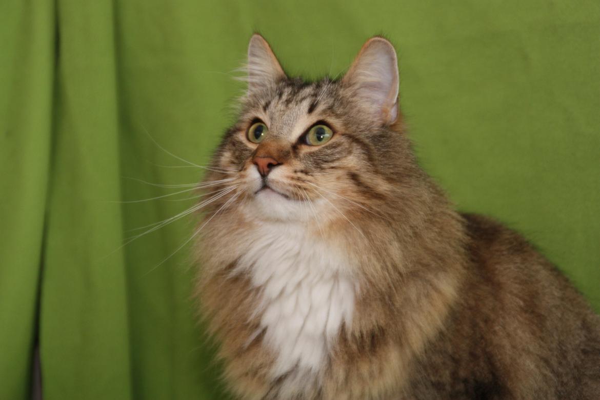 Norsk Skovkat DK Himmark´s Mr. Topper billede 34