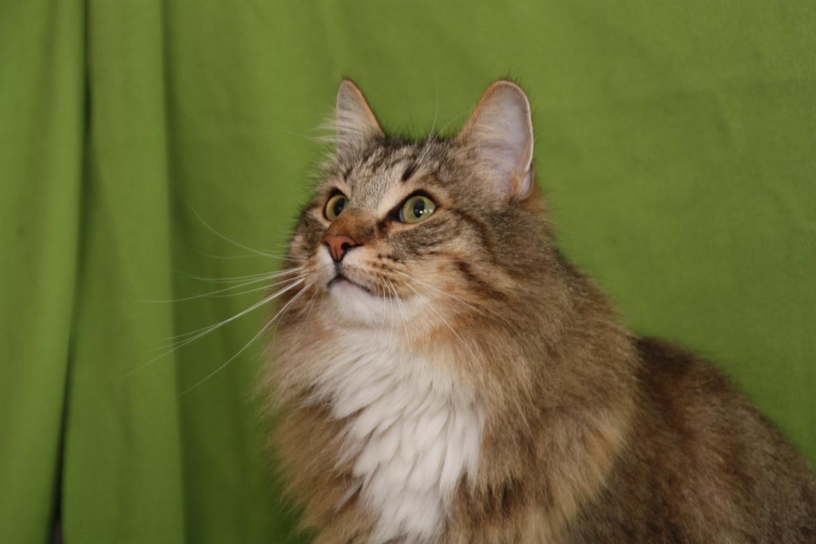 Norsk Skovkat DK Himmark´s Mr. Topper billede 35