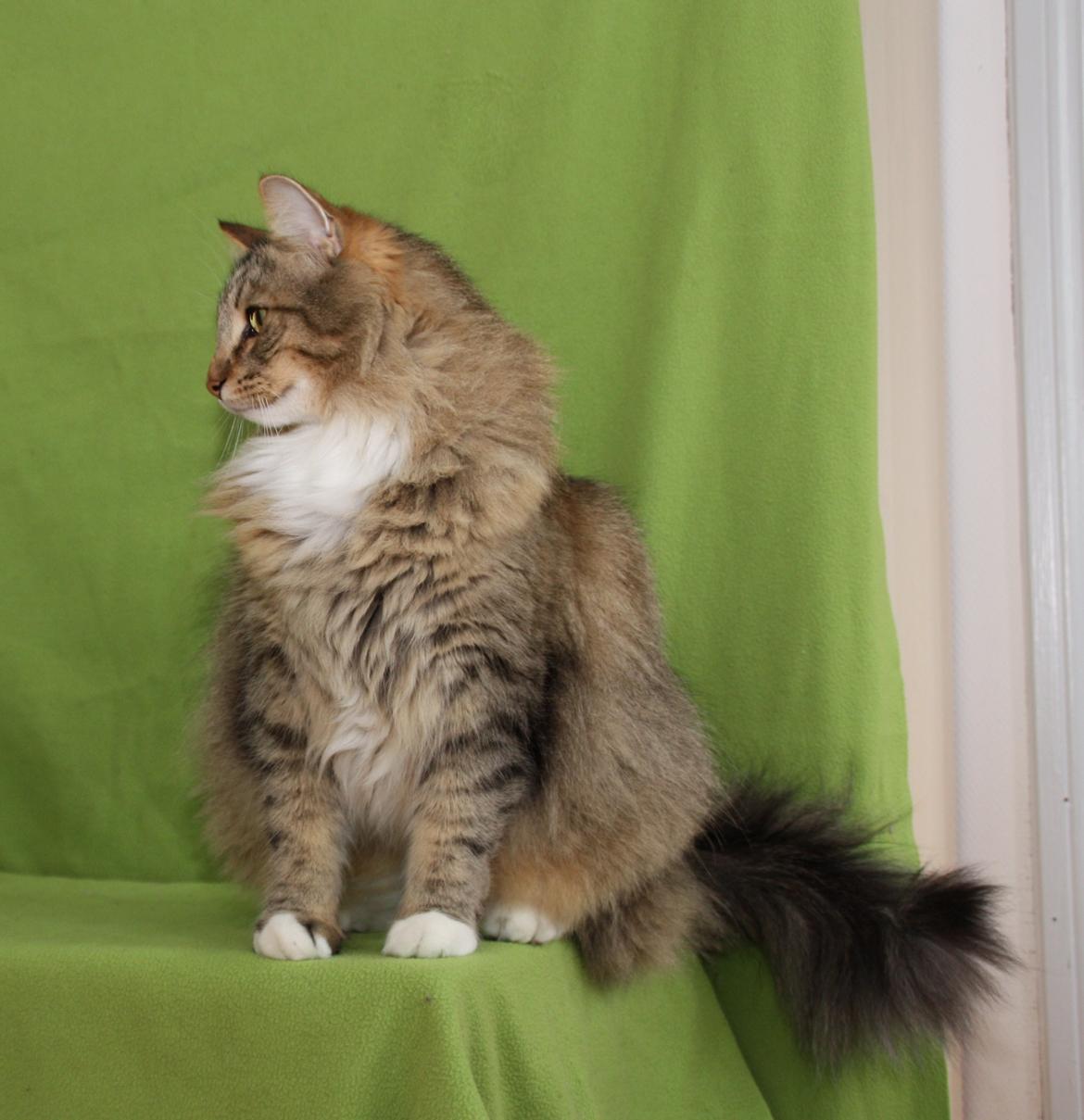 Norsk Skovkat DK Himmark´s Mr. Topper billede 29