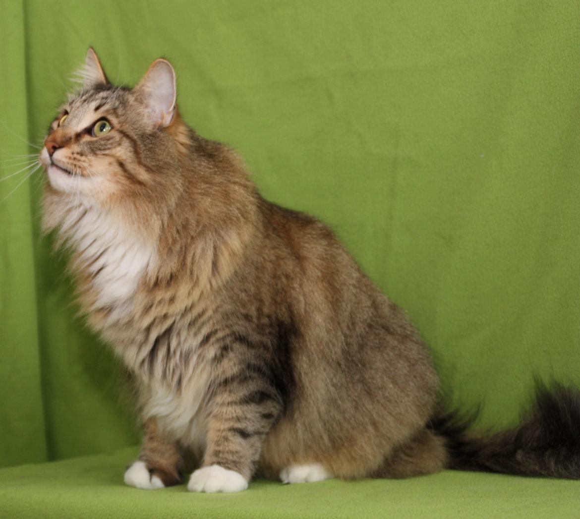 Norsk Skovkat DK Himmark´s Mr. Topper billede 37