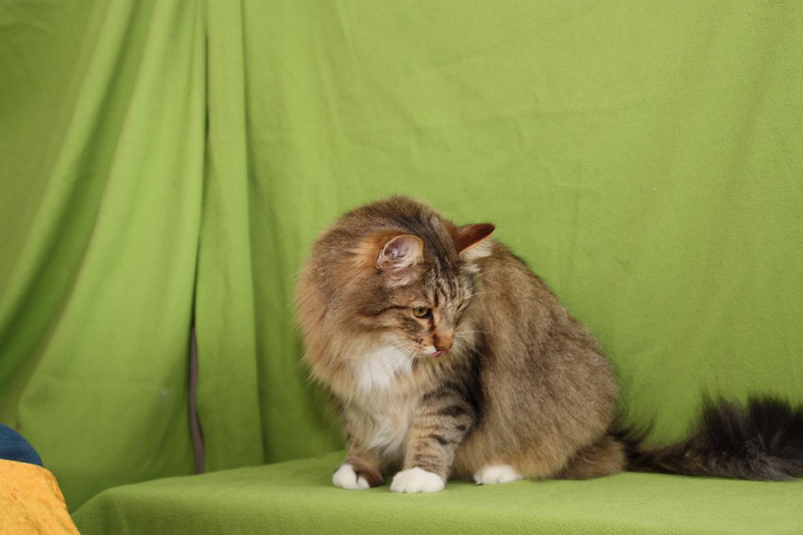 Norsk Skovkat DK Himmark´s Mr. Topper billede 38