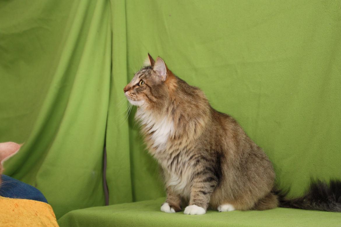 Norsk Skovkat DK Himmark´s Mr. Topper billede 39