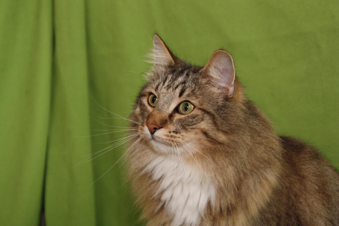 Norsk Skovkat DK Himmark´s Mr. Topper billede 36