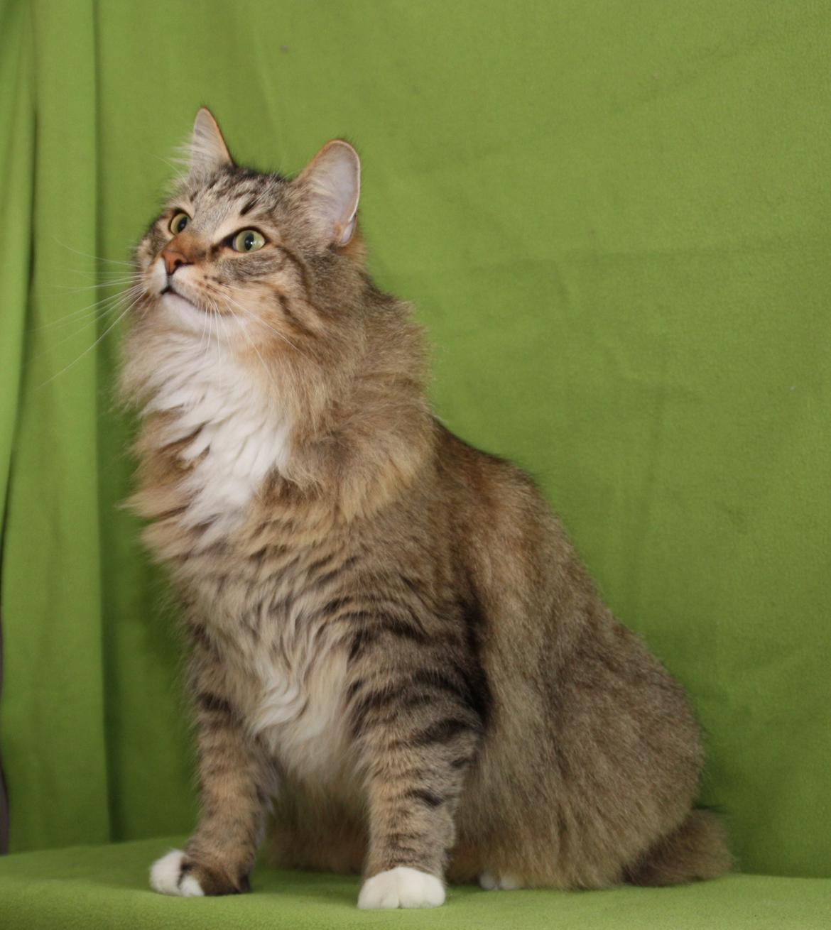 Norsk Skovkat DK Himmark´s Mr. Topper billede 41