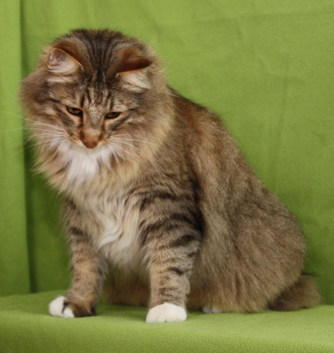 Norsk Skovkat DK Himmark´s Mr. Topper billede 42