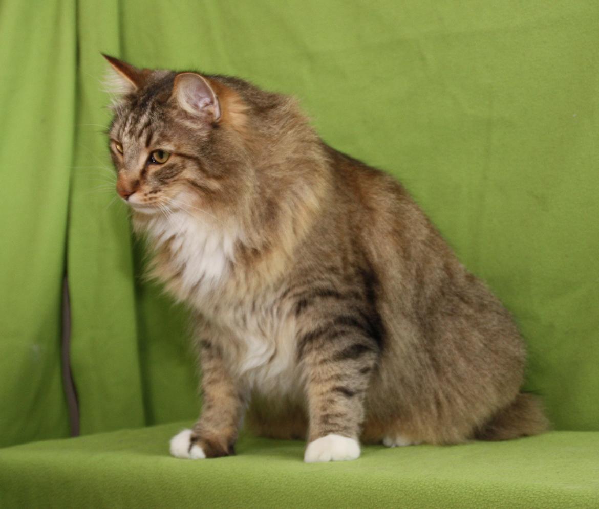 Norsk Skovkat DK Himmark´s Mr. Topper billede 43