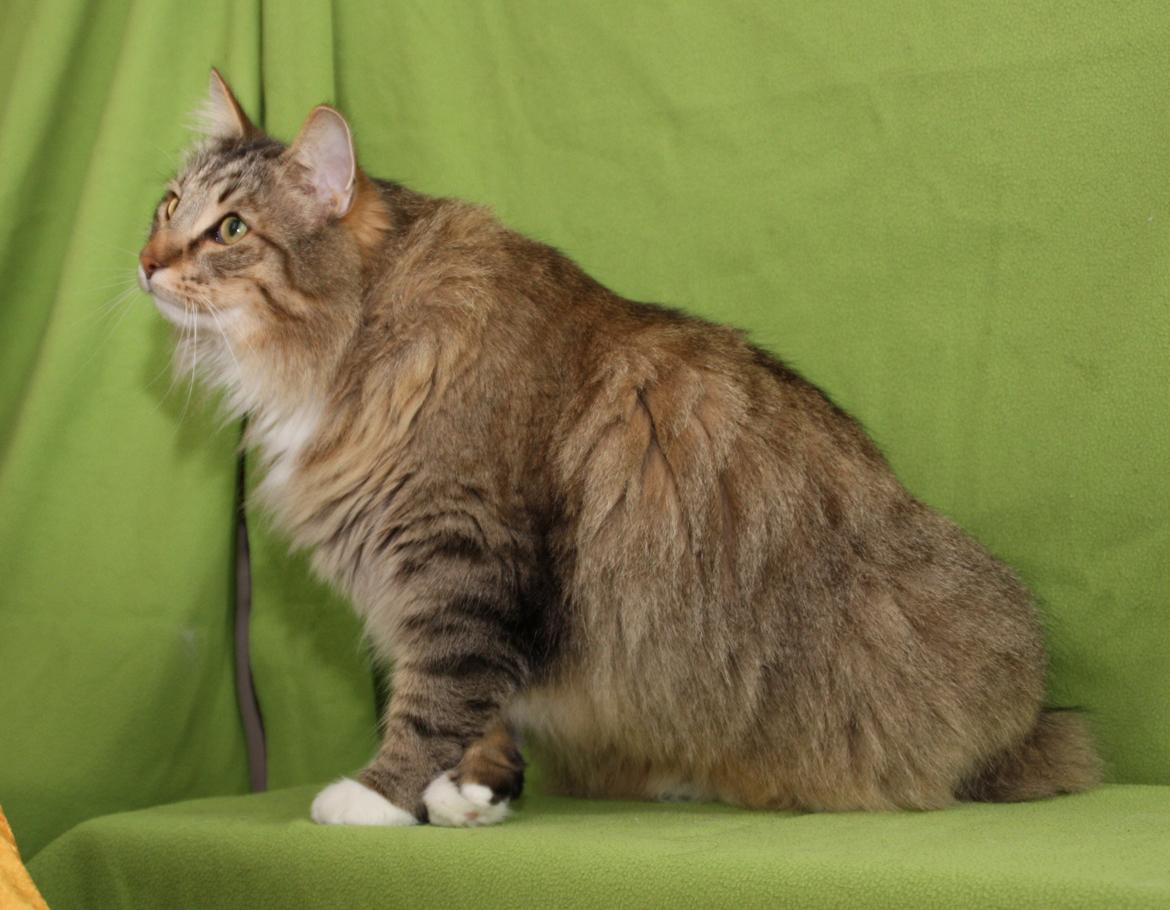 Norsk Skovkat DK Himmark´s Mr. Topper billede 44