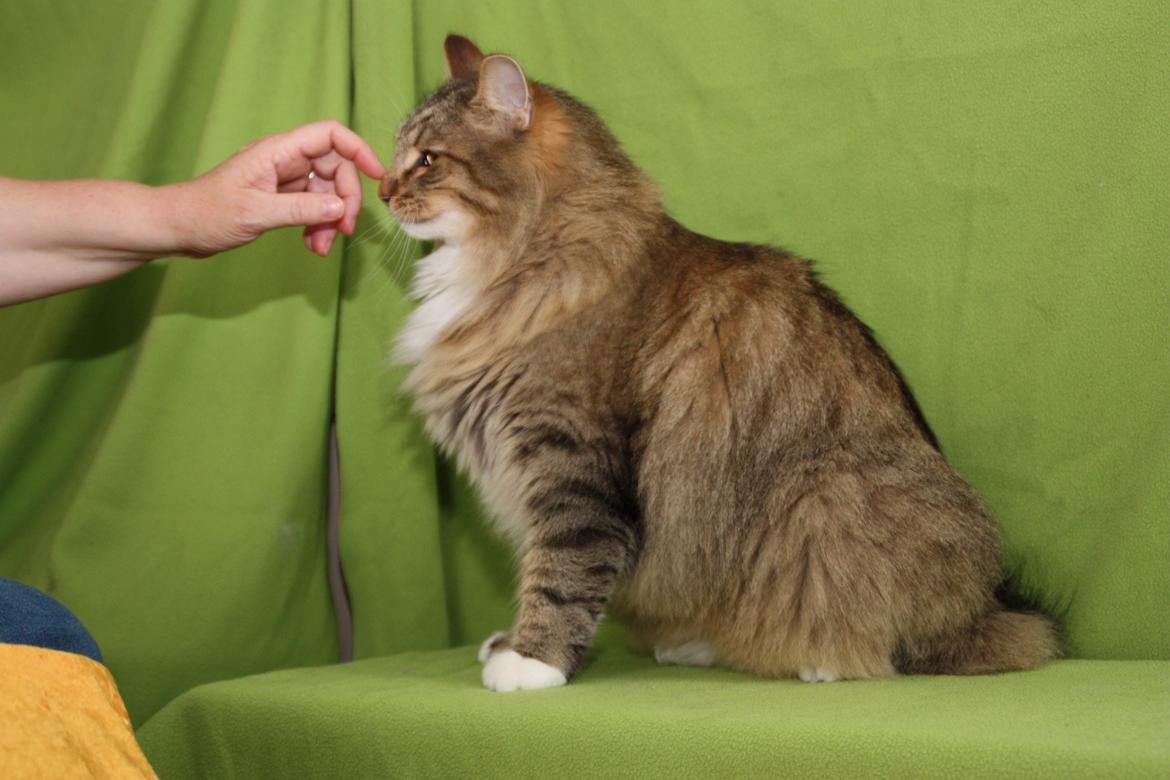 Norsk Skovkat DK Himmark´s Mr. Topper billede 45