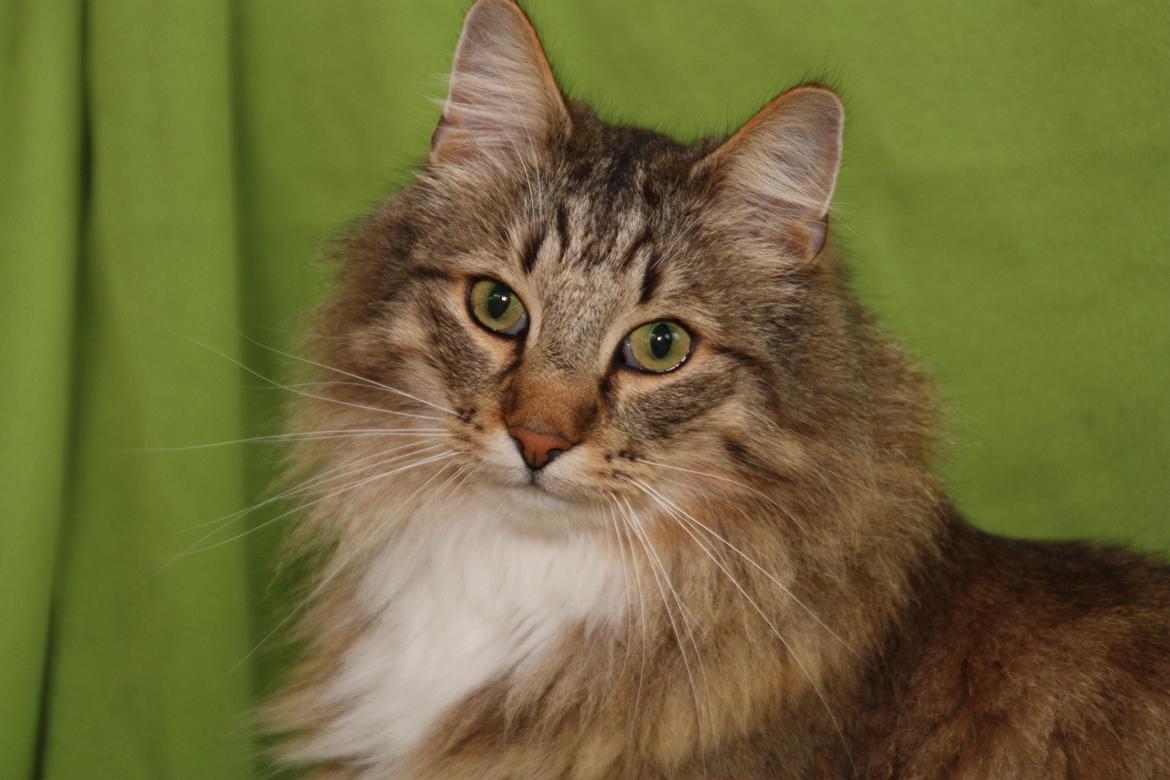 Norsk Skovkat DK Himmark´s Mr. Topper billede 46